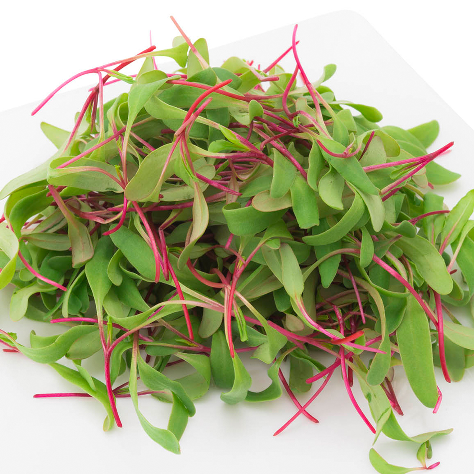 Beet Greens | Organic microgreens local family farm MA urban farmers