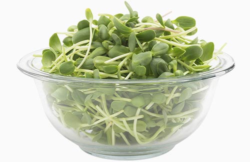 Organic Sunnies | Sunflower microgreens sunflower shoots micro sprouts
