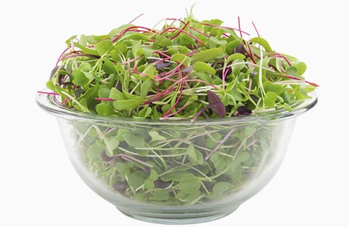 Sweet & Spicy Mix | Organic mixed greens MA local farm micro greens