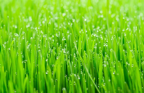 Organic Wheatgrass | Green juice organic protein MA local farm